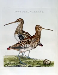 Woodcocks and egg (Scolopax gallinago) - engraving