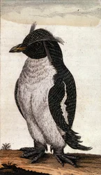 Zoological chart depicting a Diomedea bird of the Albatross family. Engraving of the 18th century