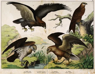 a: Golden eagle (Aquila chrysaëtos), b: White-tailed eagle (Haliaëtus albicilla), c: Short-toed snake eagle (Circaëtus gallicus), d: Red kite (Milvus regalis) - in "Natural History of Birds", Hoepli, Milan.