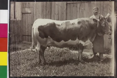 Cow - Pinzgau Gelbscheck