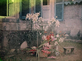 History of Photography: Floral Composition