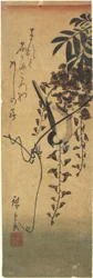 Bird on Wisteria Branch