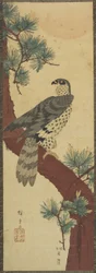 Hawk on Pine Branch, Summer, September 1853