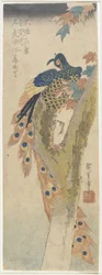 Peacock on Maple Tree