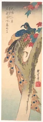 A Peacock Perched on a Maple Tree