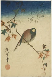 Bird on maple branch