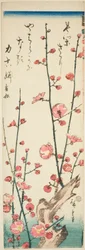 Blossoming Plum Branches