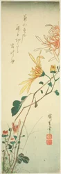 Chrysanthemums