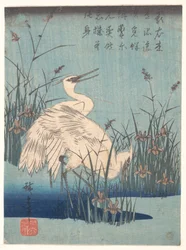 Egret in Iris and Grasses