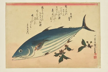 Fish Print: Bonito and Cherries from the Series “A School of Fish”