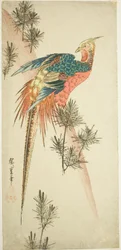 Golden pheasant and pine shoots in snow