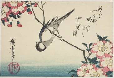 Great Tit on Cherry Blossom Branch