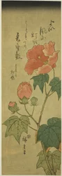 Hibiscus