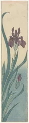 Iris, early 19th century