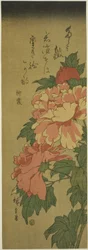 Peonies