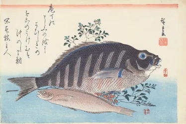 Shimadai and Ainame, from the series 