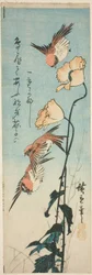 Sparrows and Poppies