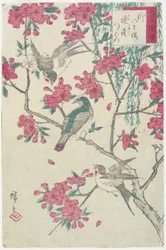 Willow, Cherry Blossoms, Sparrows and Swallow