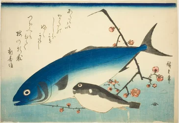 Yellowtail, Blowfish, and Plum Branch