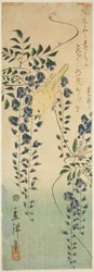 Canary and Wisteria