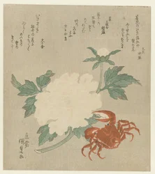 Peony with Crab