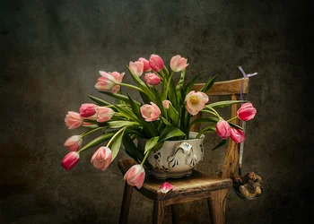 Elegant Pink Tulips