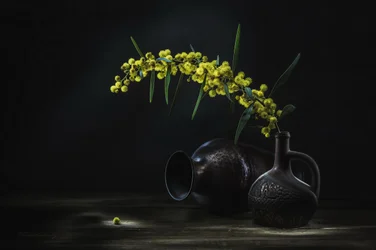 Yellow Mimosa Still Life