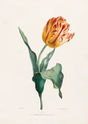 Antique Tulip Print