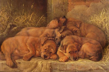Puppy Love