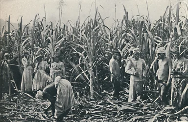 A Sugar Cane Plantation
