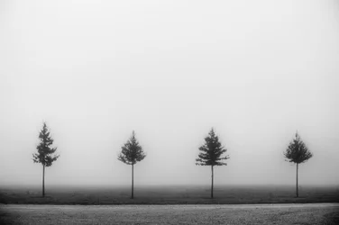 Four Misty Trees