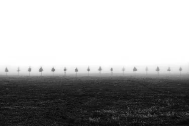 Misty Field Trees