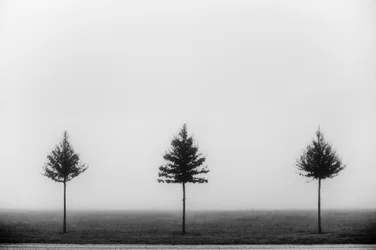 Three Foggy Trees