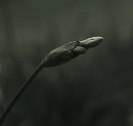 Serene Budding Bloom
