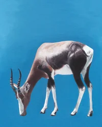 Grazing Bontebok Antelope
