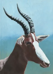 Majestic Blesbok Portrait
