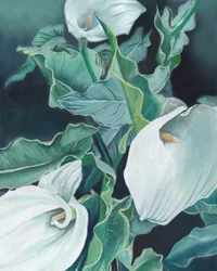 White Calla Lilies