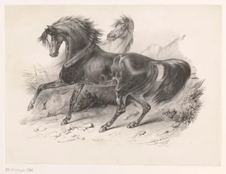 Two Wild Horses
