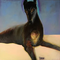 Golden Eyed Greyhound