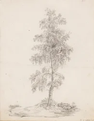 Birch