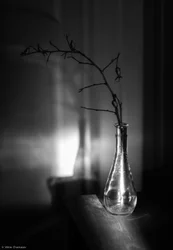 Bare Branch Shadow Play