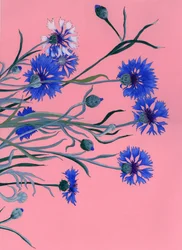 Blue Cornflowers on Pink