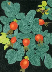 Botanical Rose Hips