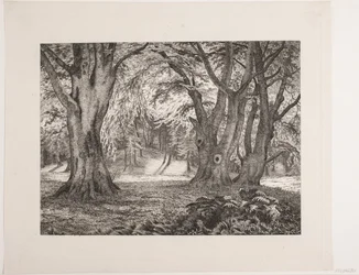 The Interior of a Forest