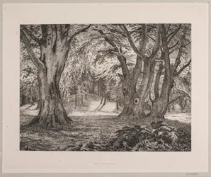 The Interior of a Forest