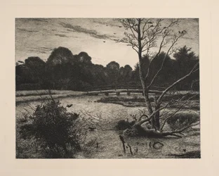 Sunset in a Forest
