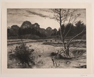 Sunset in a Forest