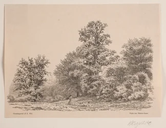 Edge of a Forest