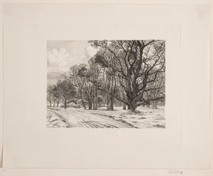 Winter in the Forest