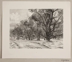 Winter in the Forest